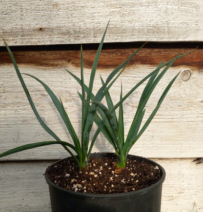 Yucca hybrid: linearifolia galeana x treculeana (No. 1)