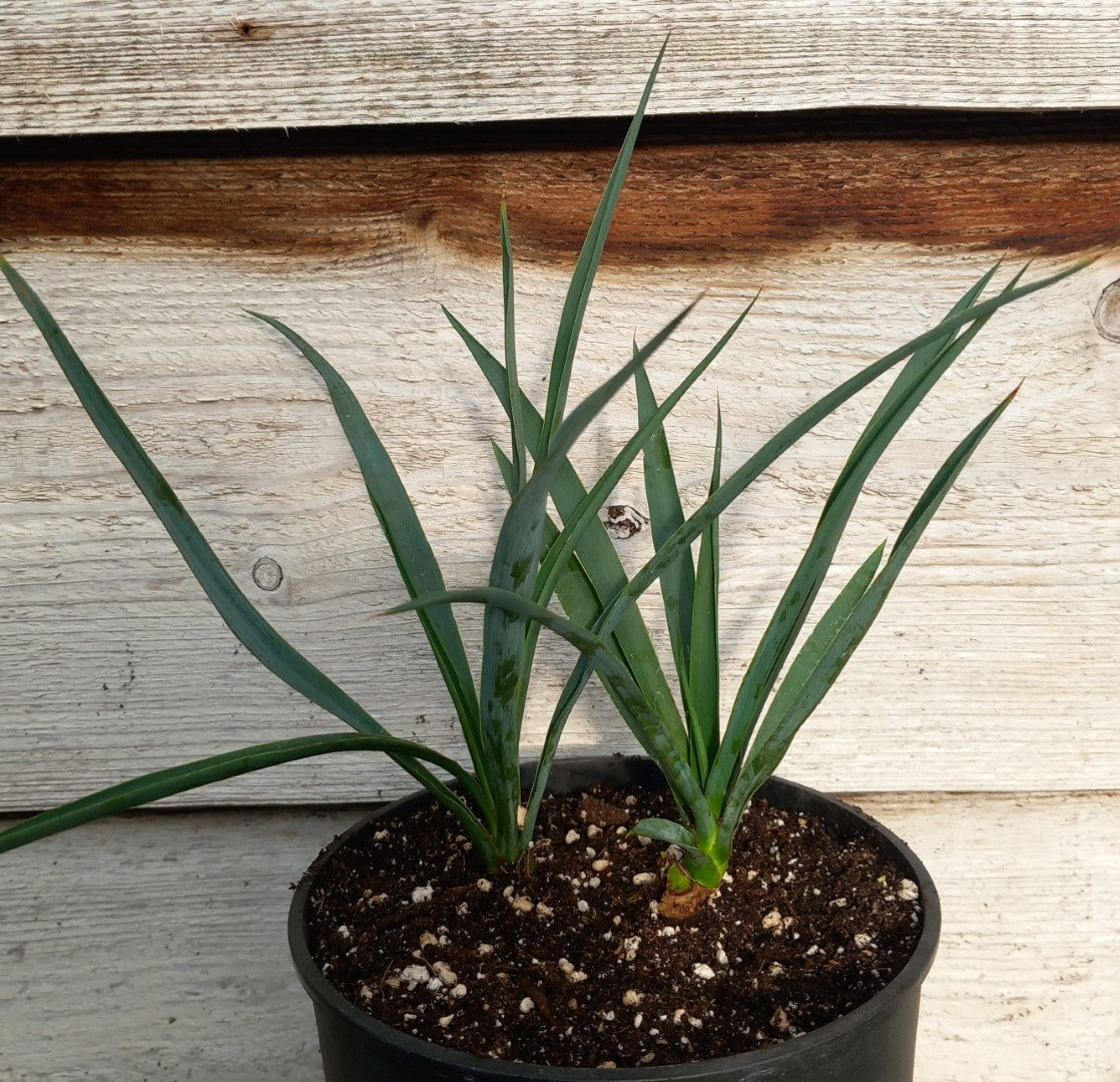 Yucca hybrid: linearifolia galeana x treculeana (No. 1)