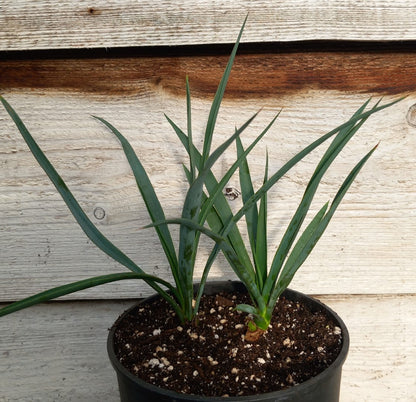 Yucca hybrid: linearifolia galeana x treculeana (No. 1)