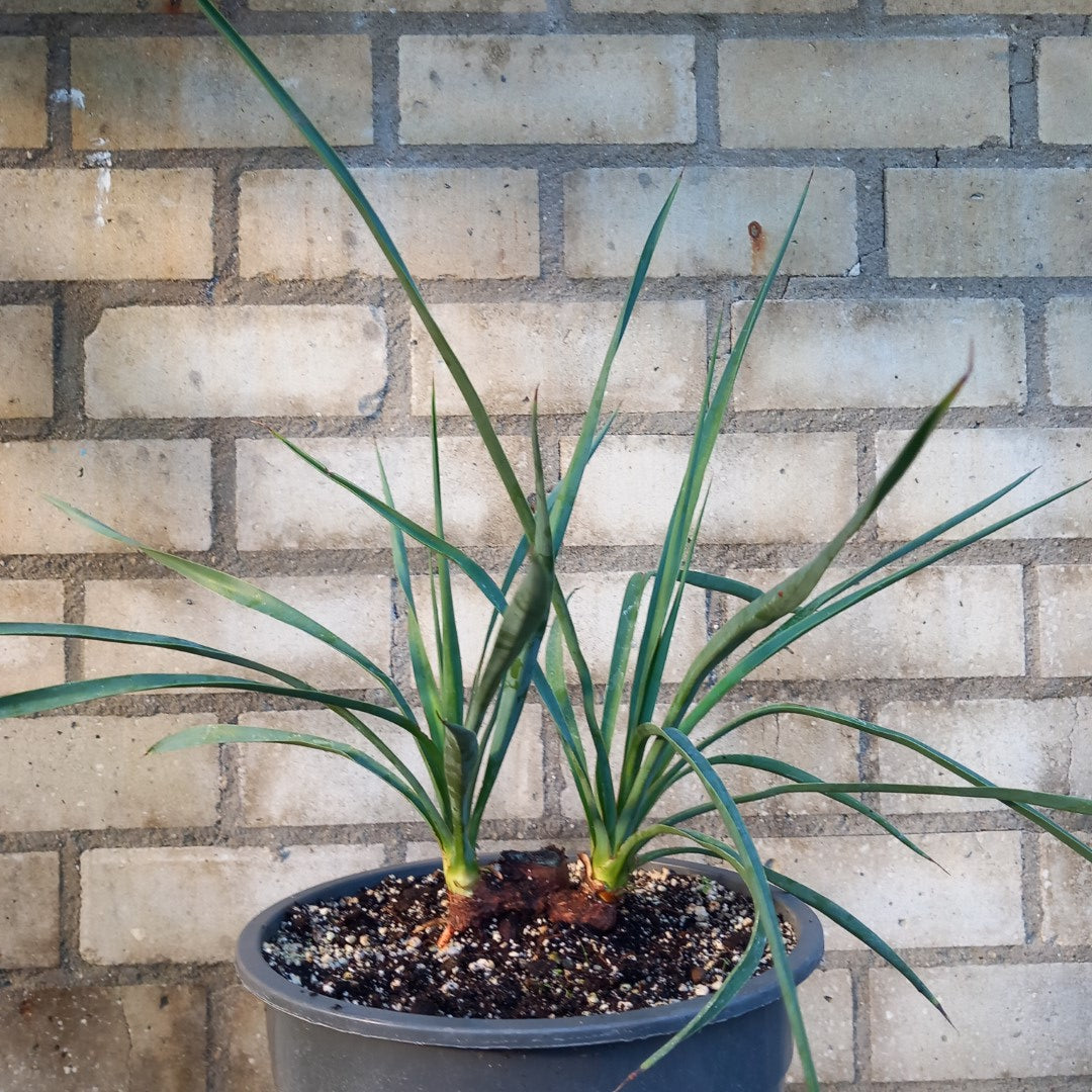 Yucca hybrid: linearifolia galeana x treculeana, stem/plant/total 2 x 4/43/62 cm  (No. 2)