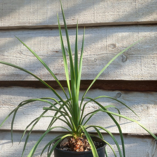 Yucca hybrid: linearifolia galeana x treculeana