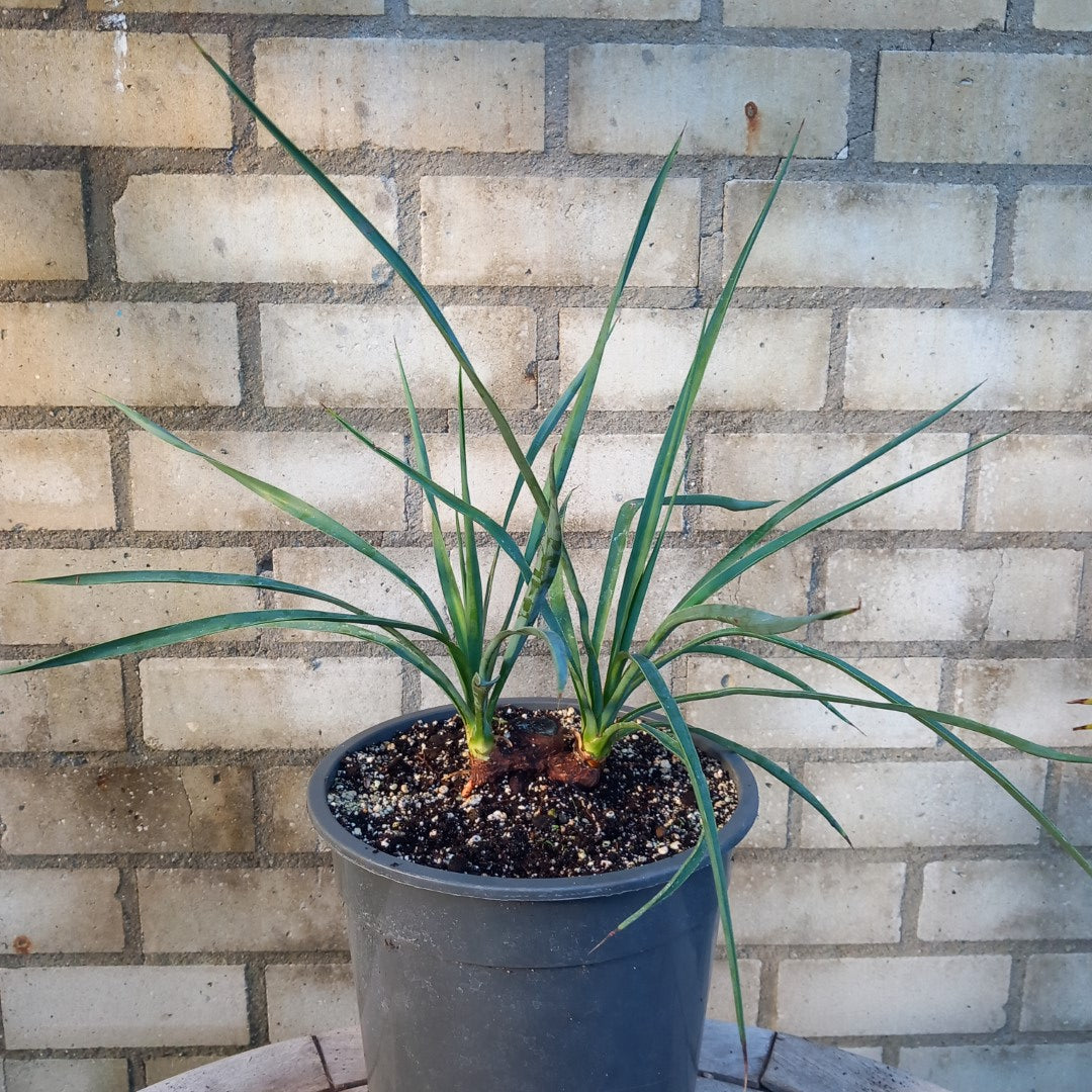Yucca hybrid: linearifolia galeana x treculeana, stem/plant/total 2 x 4/43/62 cm  (No. 2)