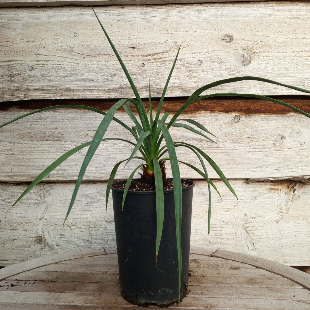 Yucca hybrid: linearifolia galeana x treculeana (No. 2)