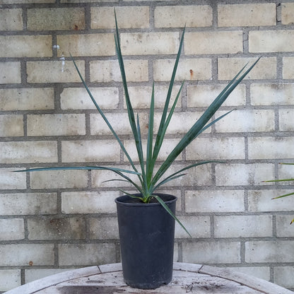 Yucca hybride linearifolia galeana x treculeana plant/total 45/66 cm (No. 3)