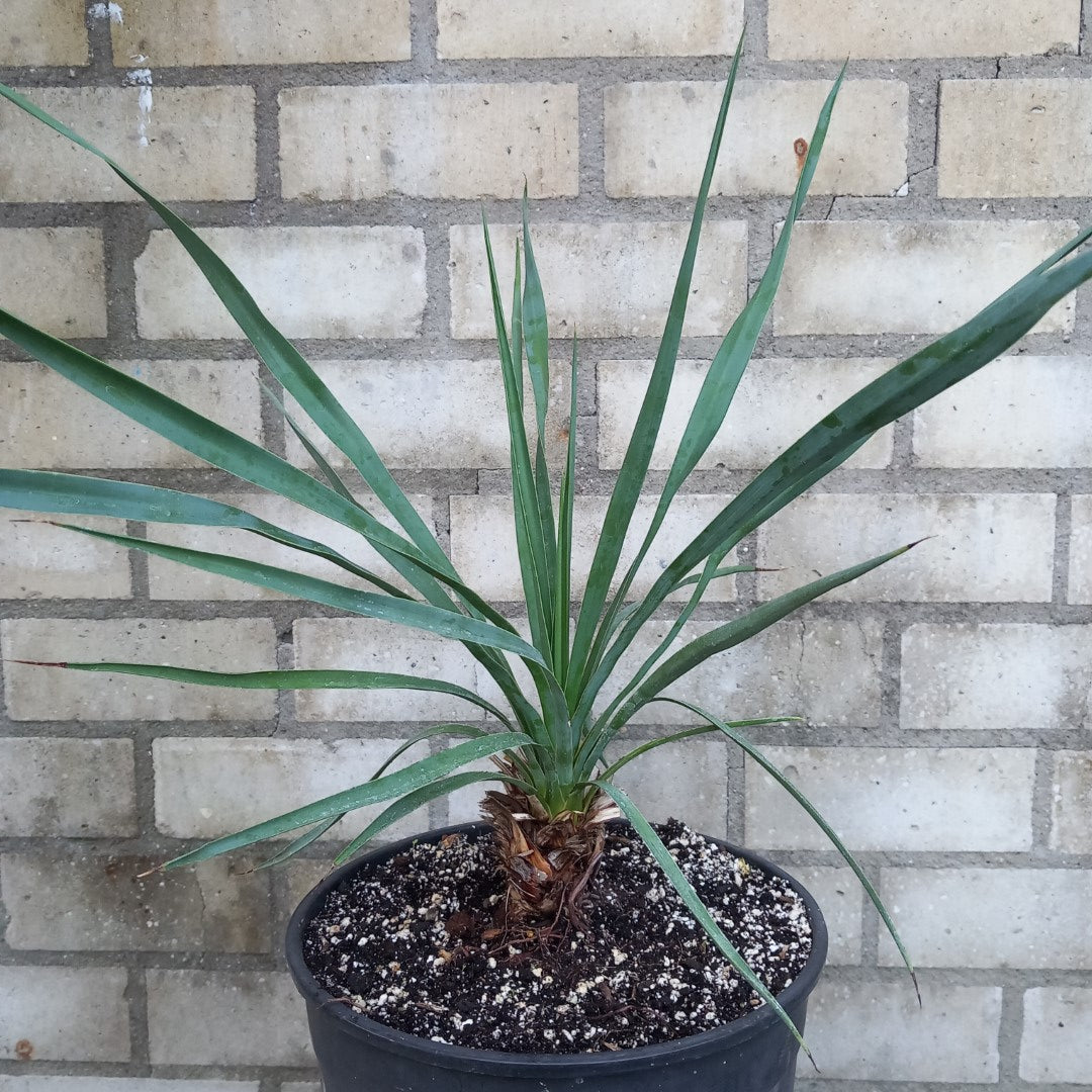 Yucca hybrid: linearifolia galeana x treculeana, stem/plant/total 8/45/65 cm  (No. 1)