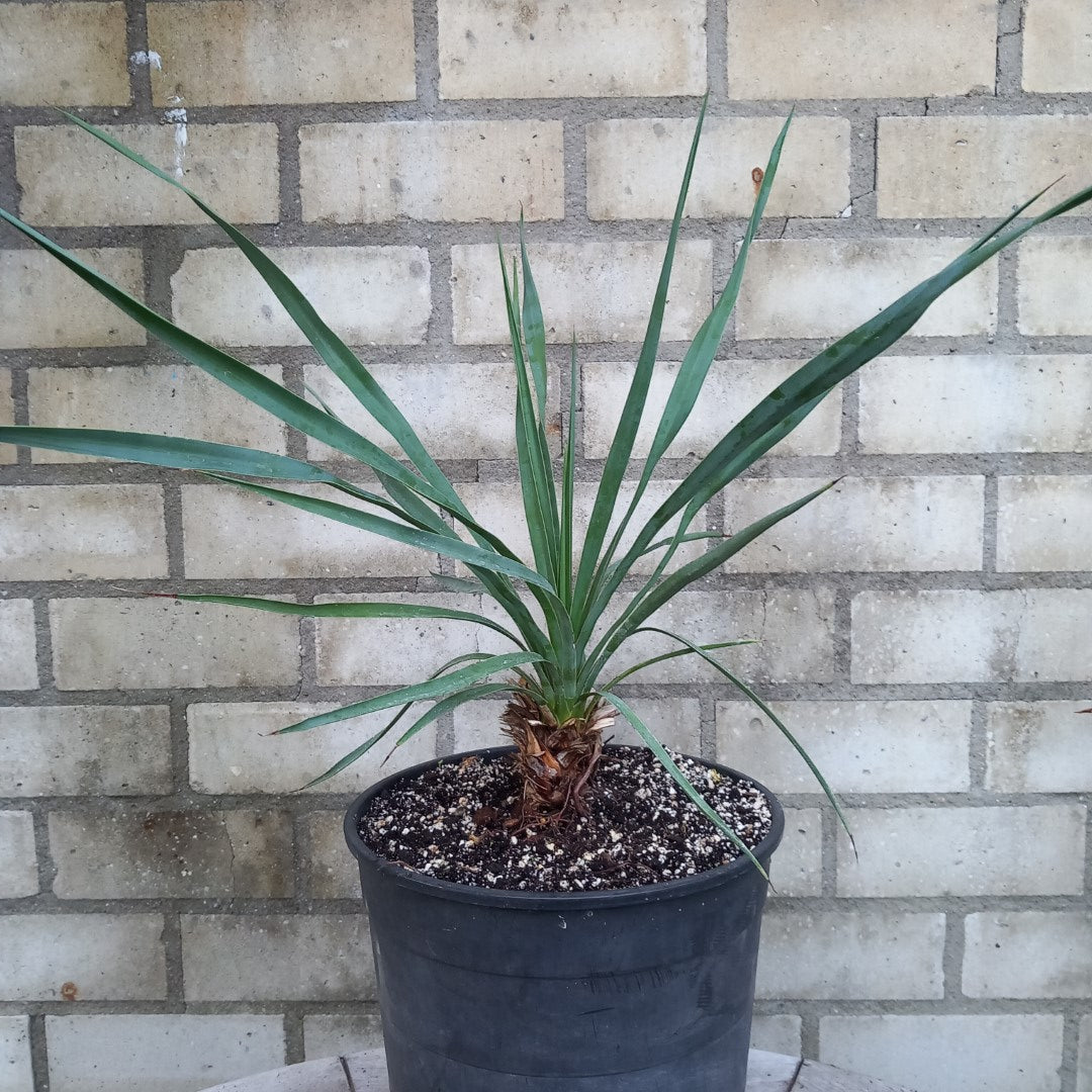 Yucca hybrid: linearifolia galeana x treculeana, stem/plant/total 8/45/65 cm  (No. 1)