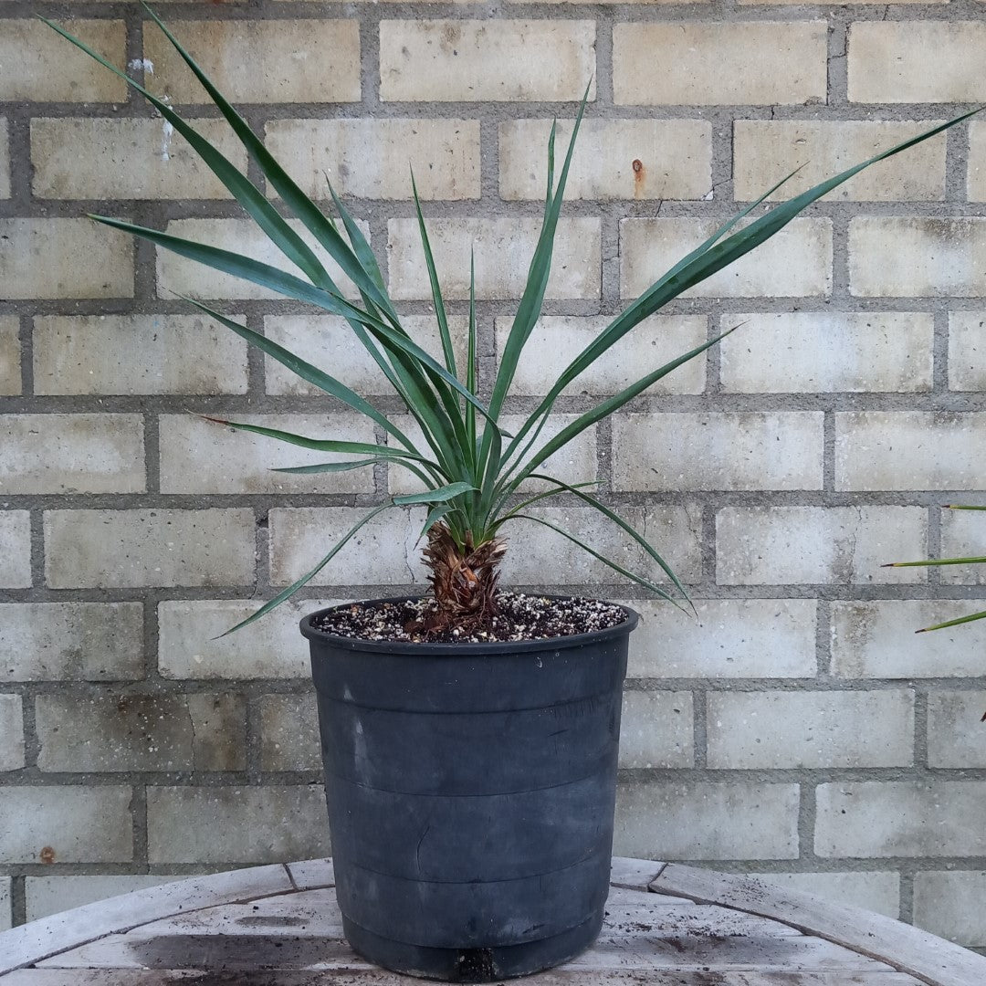 Yucca hybrid: linearifolia galeana x treculeana, stem/plant/total 8/45/65 cm  (No. 1)