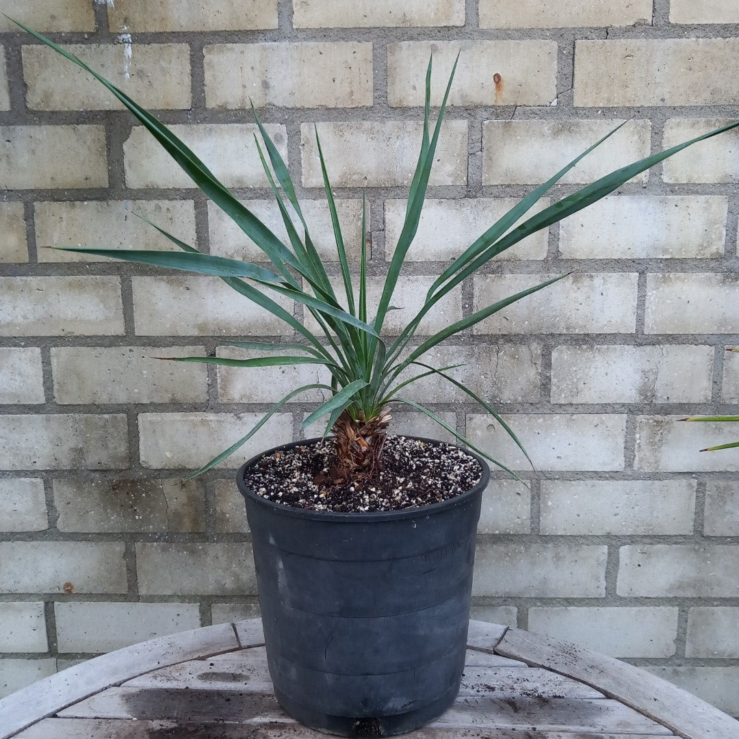 Yucca hybrid: linearifolia galeana x treculeana, stem/plant/total 8/45/65 cm  (No. 1)