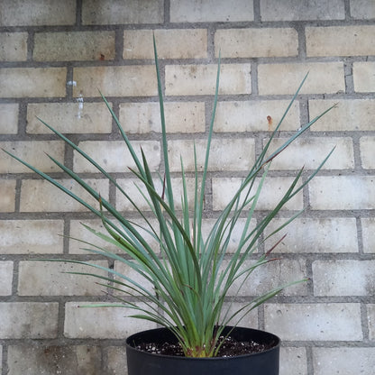 Yucca peninsularis, plant/total 45/65 cm (No. 1)