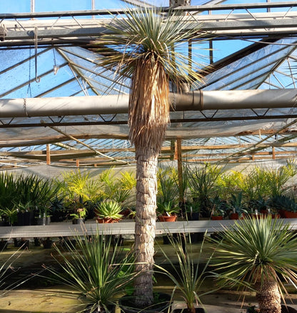 Yucca rostrata XXL, stem/plant/total  210/260/290 cm (MX02)
