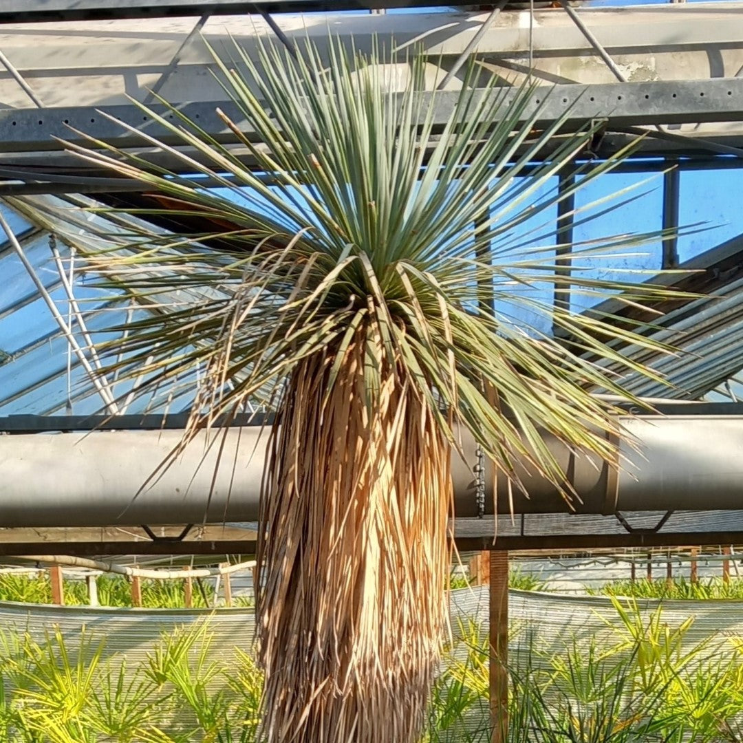 Yucca rostrata XXL, stem/plant/total  210/260/290 cm (MX02)