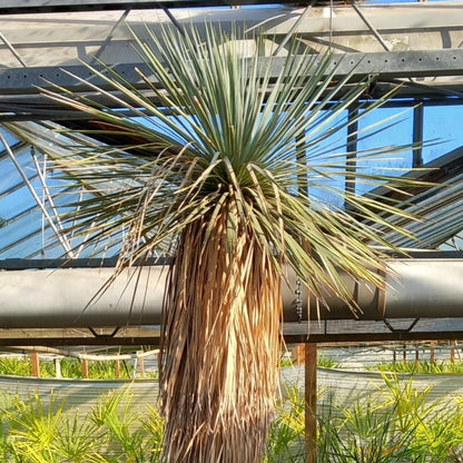 Yucca rostrata XXL, stem/plant/total  210/260/290 cm (MX02)