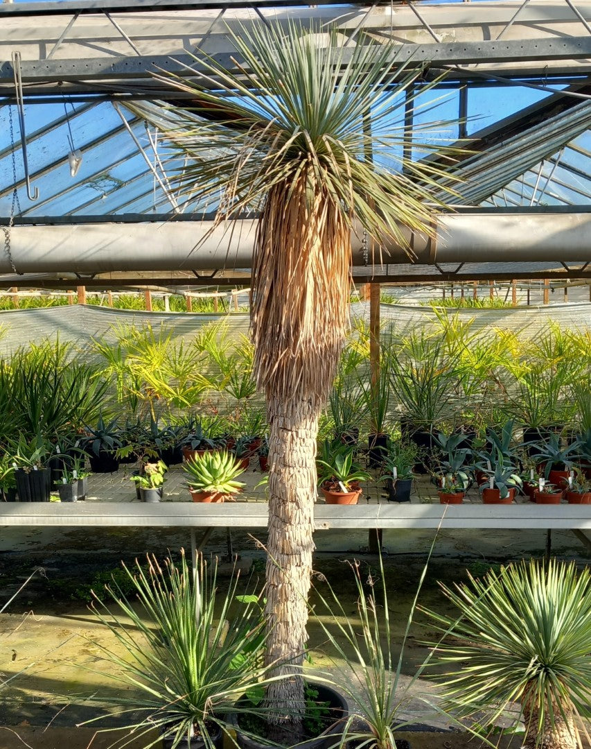Yucca rostrata XXL, stem/plant/total  210/260/290 cm (MX02)