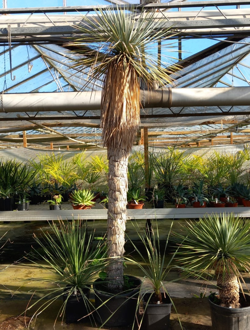 Yucca rostrata XXL, stem/plant/total  210/260/290 cm (MX02)