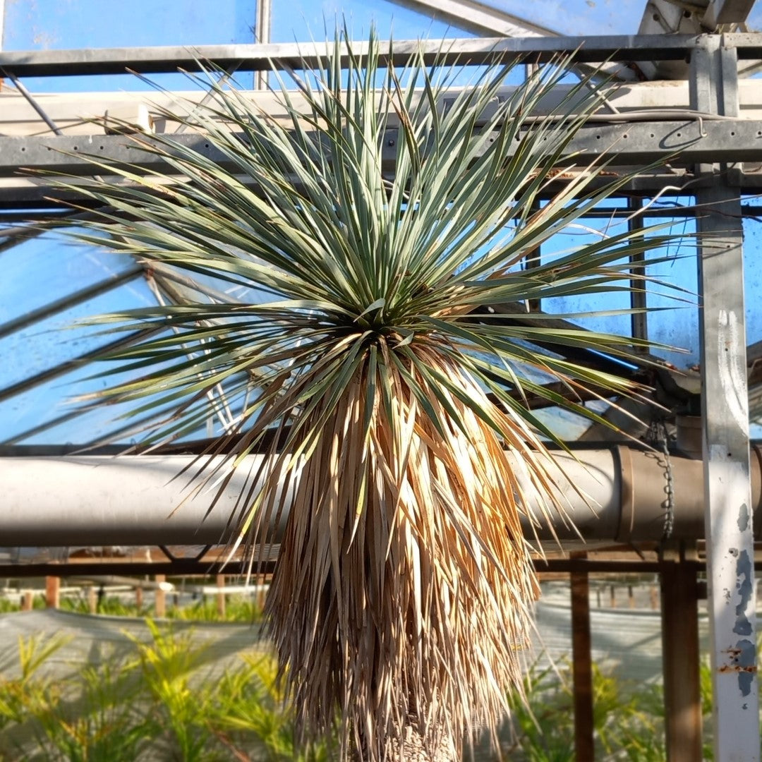 Yucca rostrata XXL, stem/plant/total  200/230/260 cm (MX04)