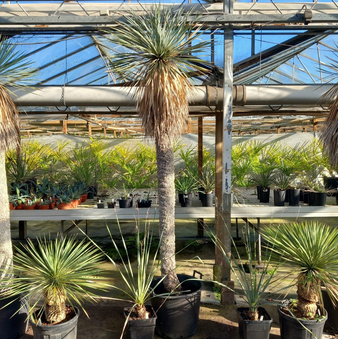 Yucca rostrata XXL, stem/plant/total  200/230/260 cm (MX04)