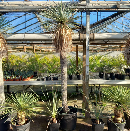 Yucca rostrata XXL, stem/plant/total  200/230/260 cm (MX04)