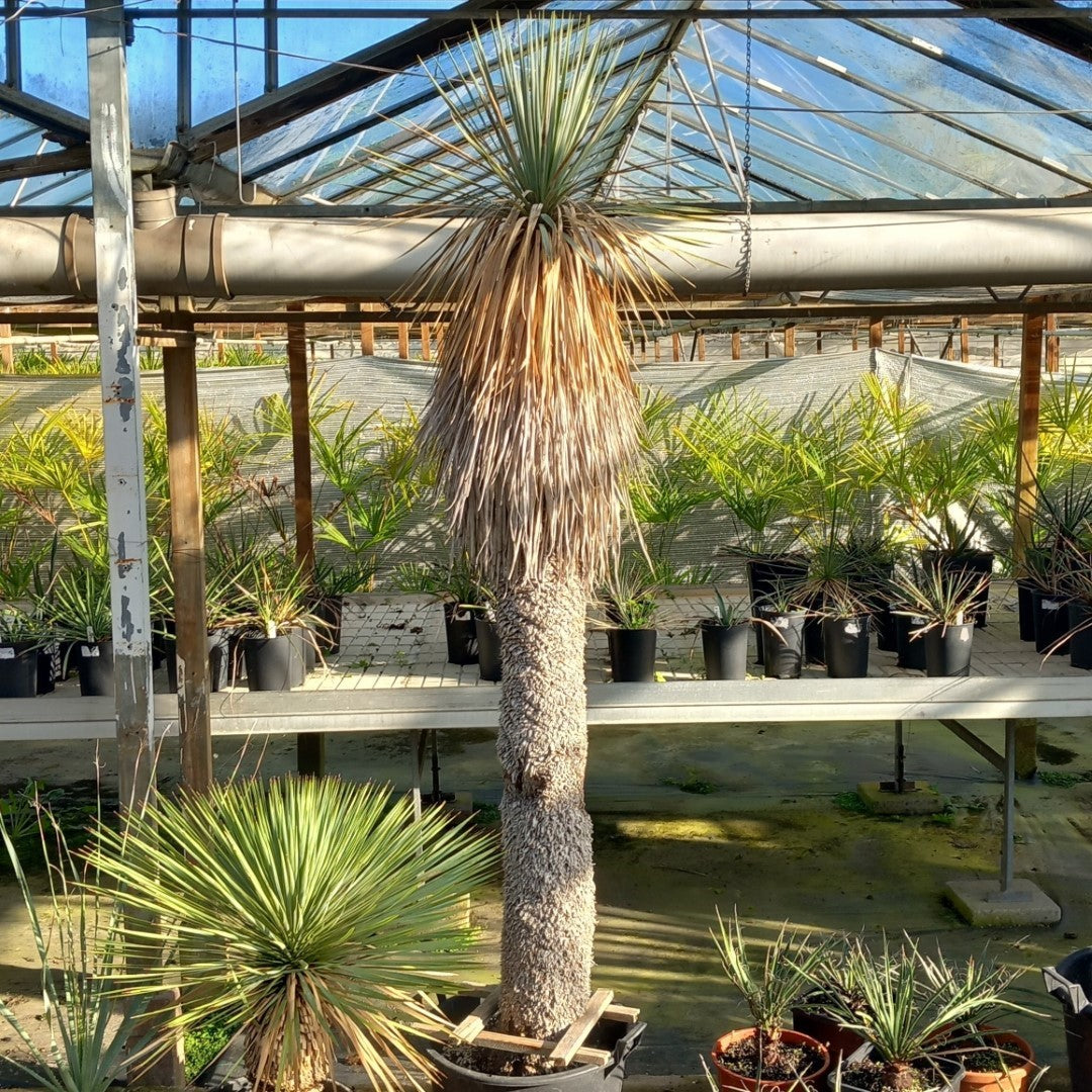 Yucca rostrata XXL, stem/plant/total 190/230/250 cm (MX05)