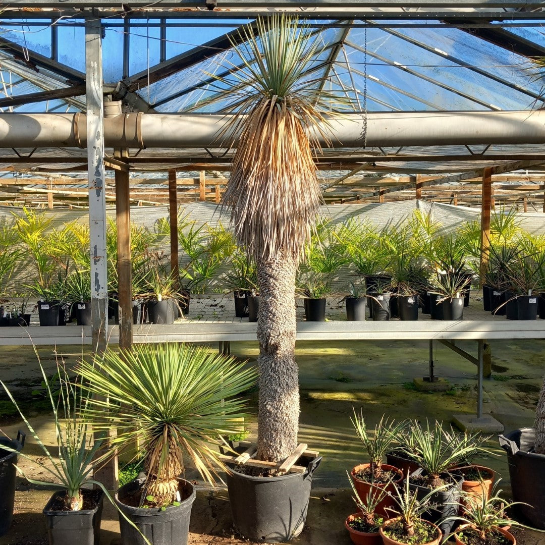 Yucca rostrata XXL, stem/plant/total 190/230/250 cm (MX05)