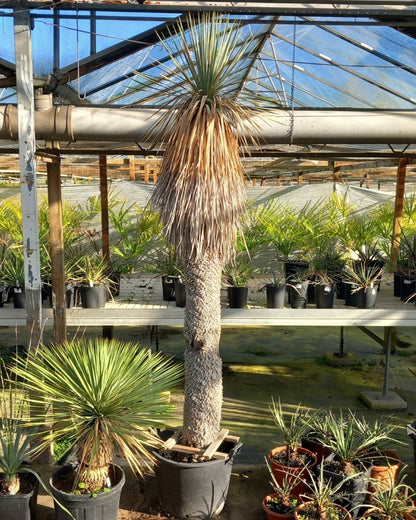 Yucca rostrata XXL, stem/plant/total 190/230/250 cm (MX05)