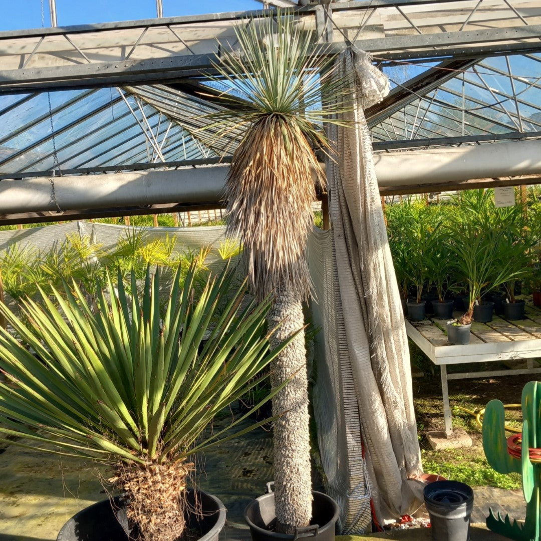 Yucca rostrata XXL, stem/plant/total 200/250/280 cm (MX07)