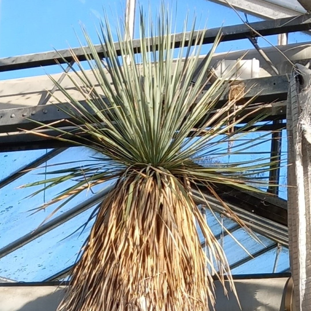 Yucca rostrata XXL, stem/plant/total 200/250/280 cm (MX07)