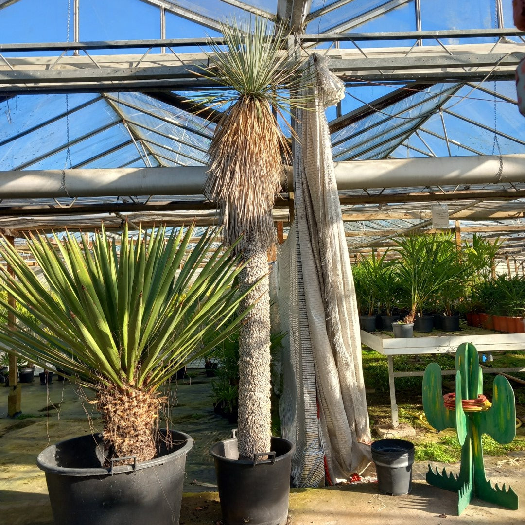 Yucca rostrata XXL, stem/plant/total 200/250/280 cm (MX07)
