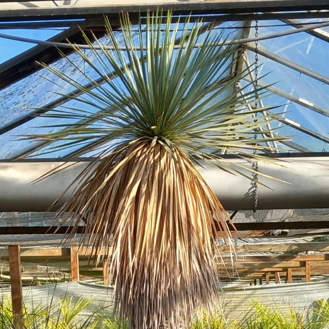 Yucca rostrata XXL, stem/plant/total  190/225/250 cm (MX03)