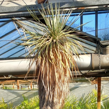 Yucca rostrata XXL, stem/plant/total 200/230/260 cm (MX06)