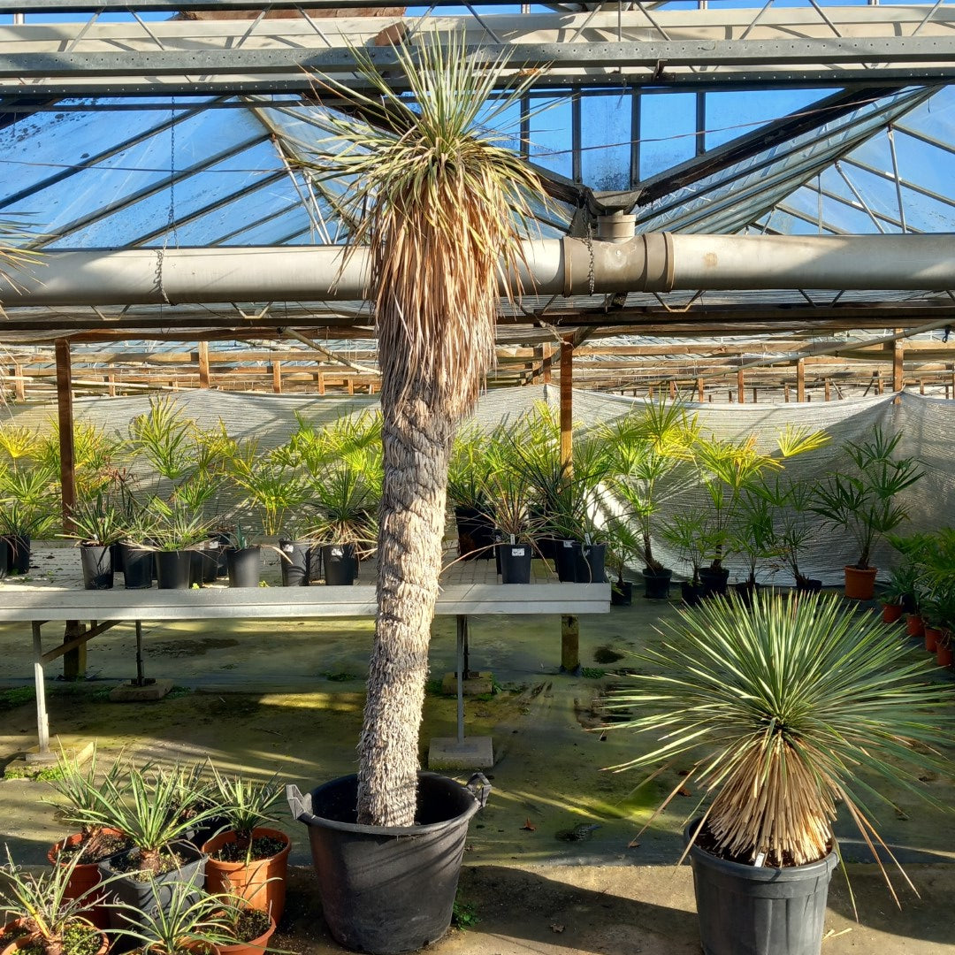 Yucca rostrata XXL, stem/plant/total 200/230/260 cm (MX06)