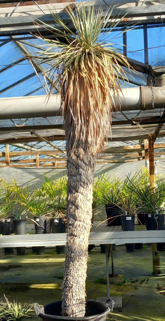 Yucca rostrata XXL, stem/plant/total 200/230/260 cm (MX06)