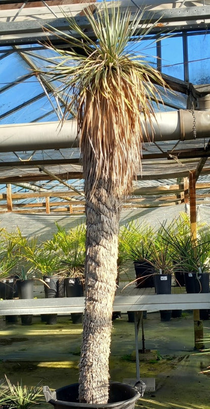 Yucca rostrata XXL, stem/plant/total 200/230/260 cm (MX06)