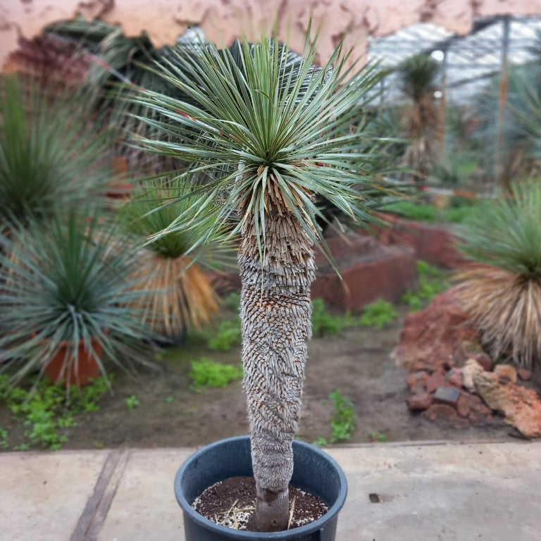 Yucca rostrata