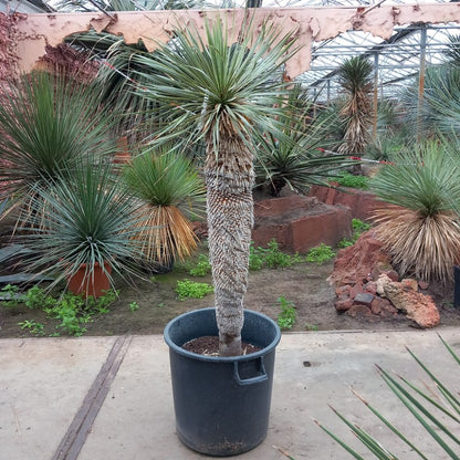 Yucca rostrata