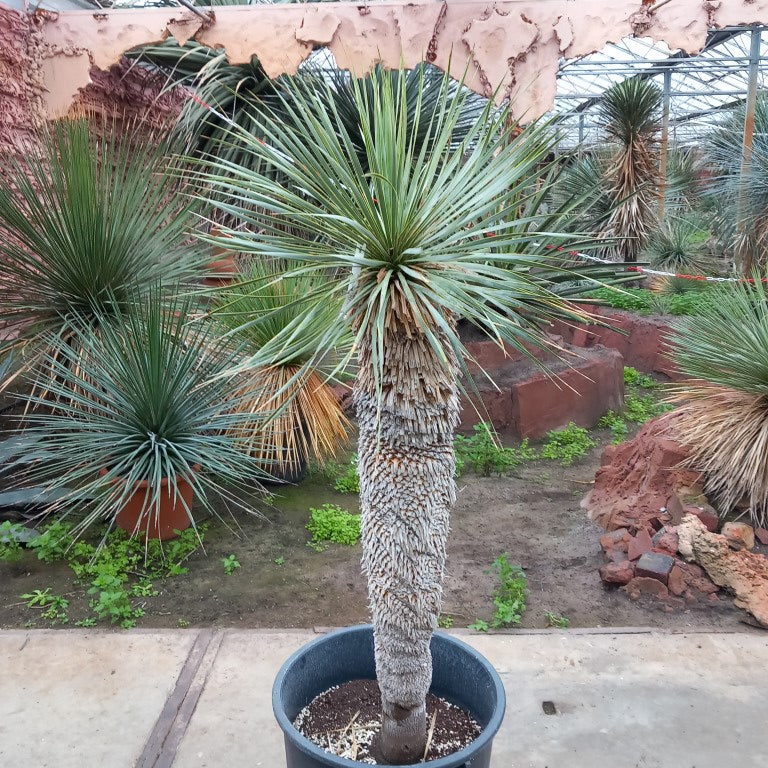 Yucca rostrata