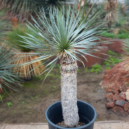 Yucca rostrata