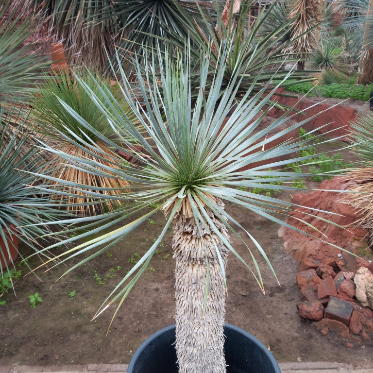 Yucca rostrata