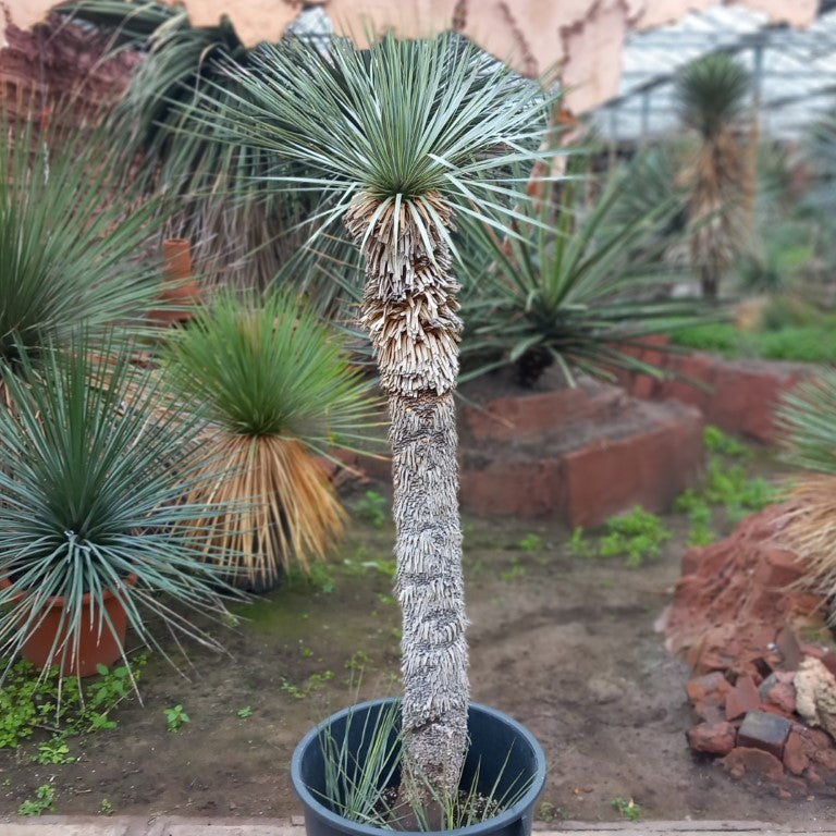 Yucca rostrata