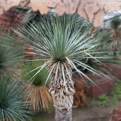 Yucca rostrata