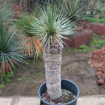 Yucca rostrata