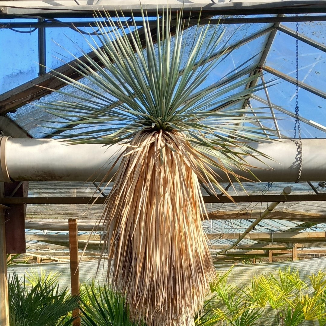 Yucca rostrata XXL, total 230 cm (MX01)