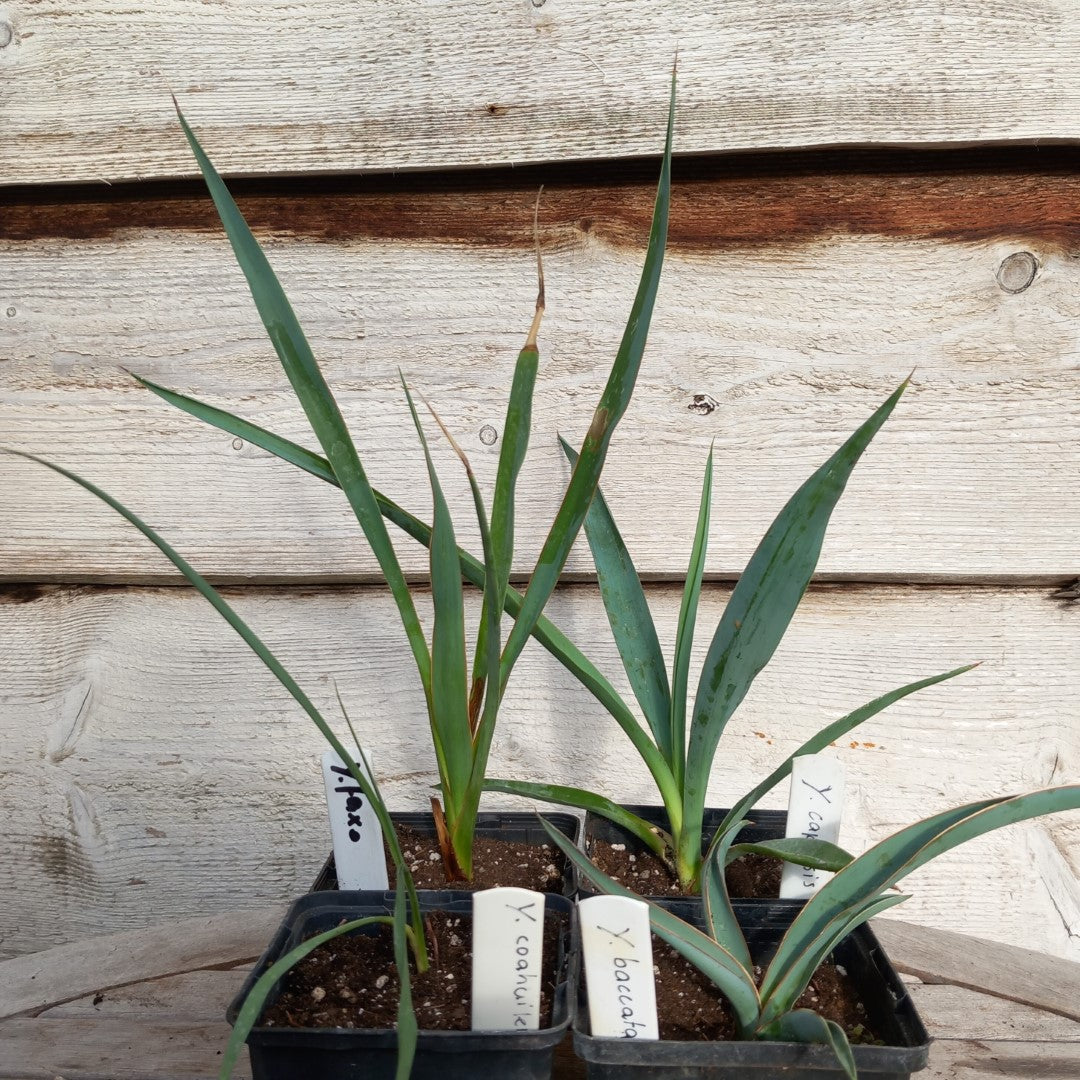 4 x Yucca in P9 pot: faxoniana/coahuilensis/baccata/capensis