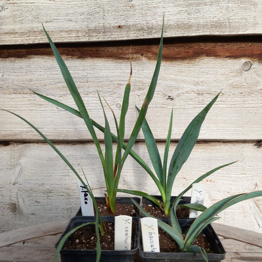 4 x Yucca in P9 pot: faxoniana/coahuilensis/baccata/capensis