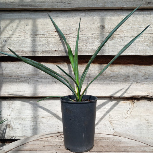 Yucca torreyi, 3 ltr. pot