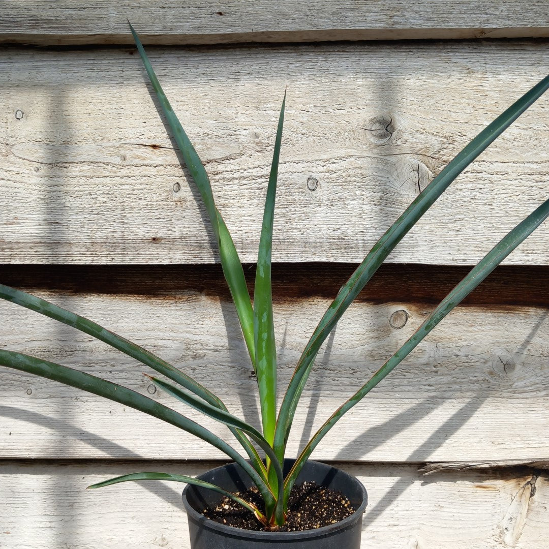 Yucca torreyi, 3 ltr. pot