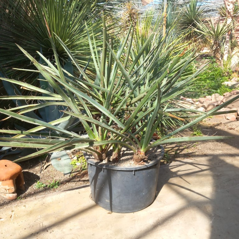 Yucca torreyi, 6 trunks