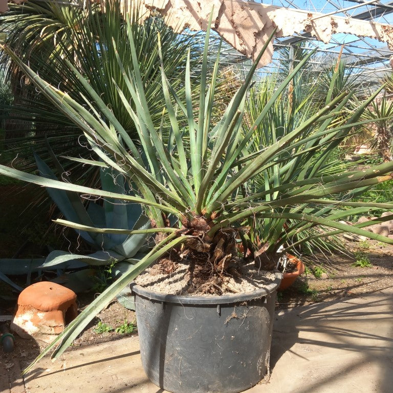 Yucca torreyi, 6 trunks
