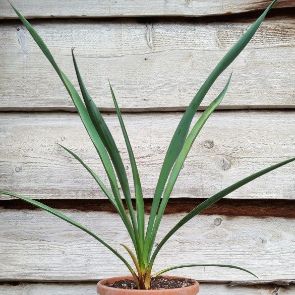 Yucca torreyi
