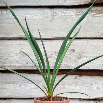 Yucca torreyi