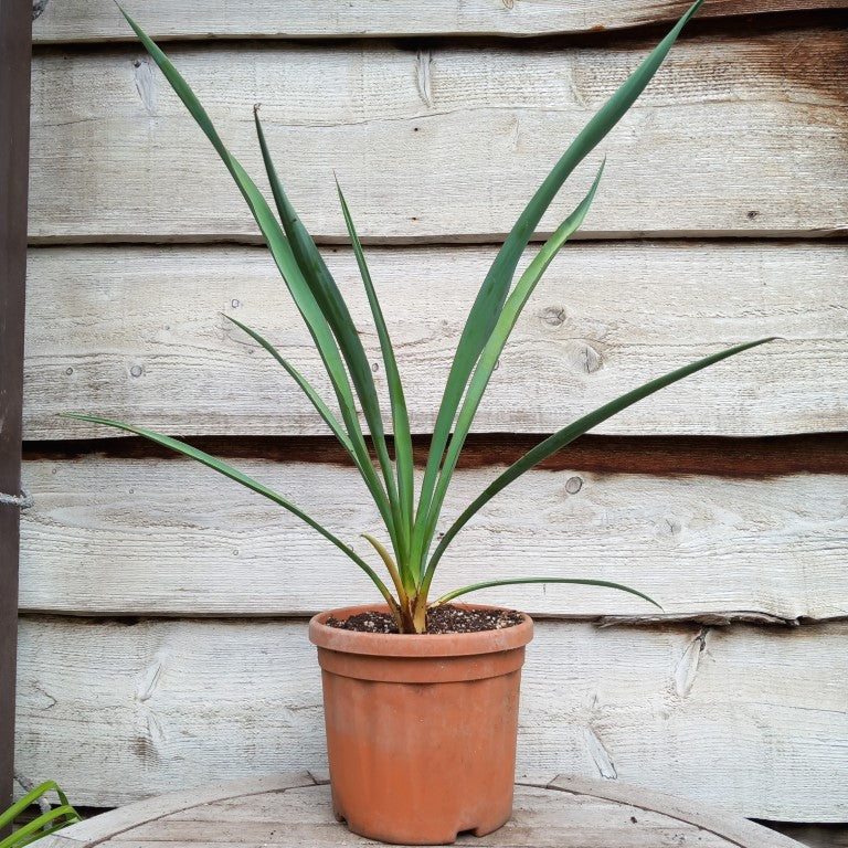 Yucca torreyi